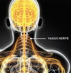 Vagus Siniri